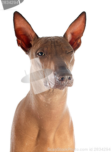 Image of peruvian dog