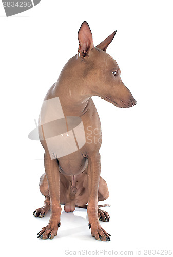 Image of peruvian dog