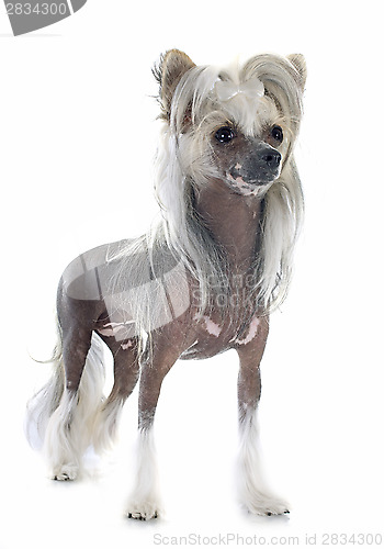 Image of Chinese Crested Dog