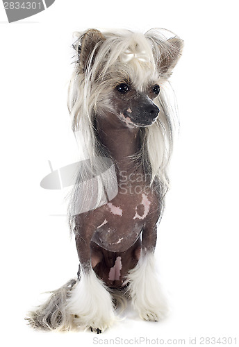 Image of Chinese Crested Dog