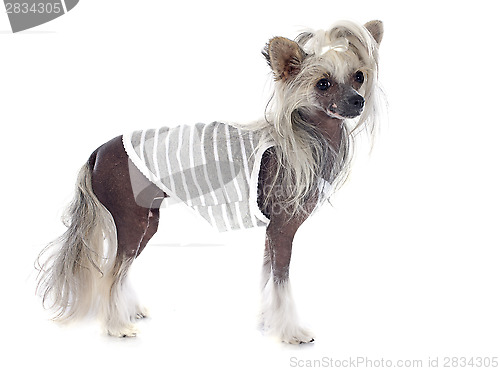 Image of dressed Chinese Crested Dog