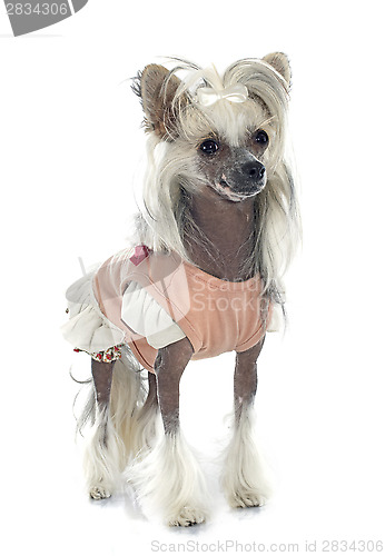 Image of dressed Chinese Crested Dog