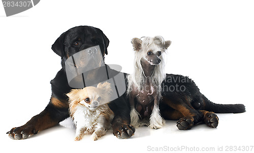 Image of three dogs