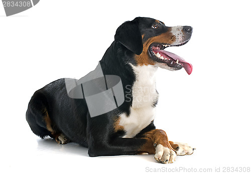 Image of Appenzeller Sennenhund