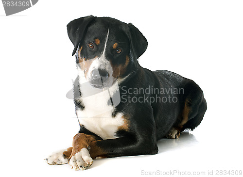 Image of Appenzeller Sennenhund