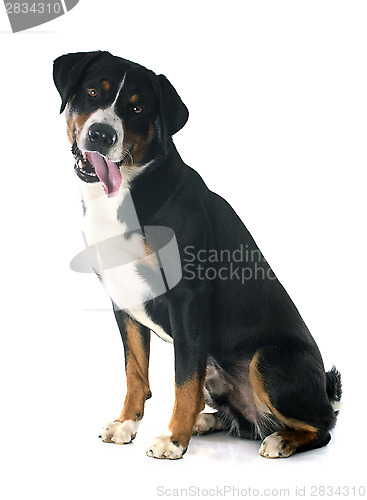 Image of Appenzeller Sennenhund
