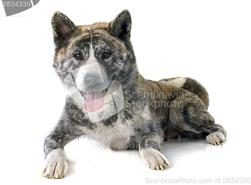 Image of akita inu