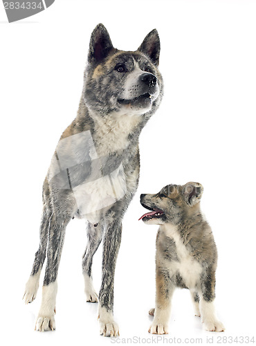 Image of akita inu