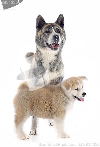 Image of akita inu