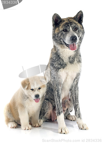 Image of akita inu