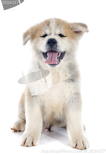 Image of puppy akita inu