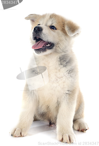 Image of puppy akita inu