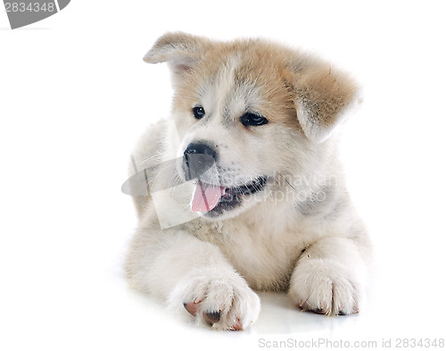 Image of puppy akita inu