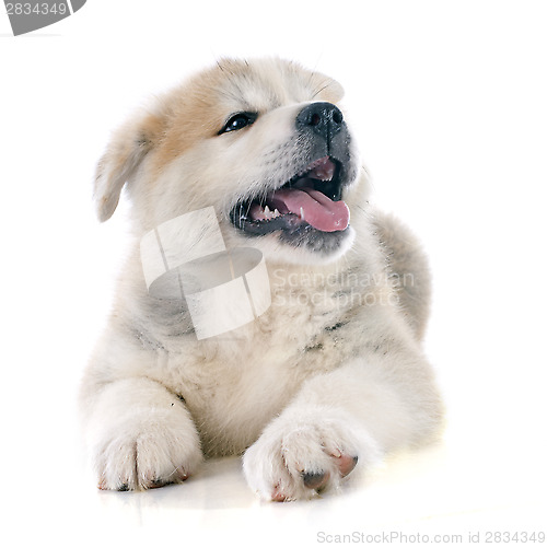 Image of puppy akita inu