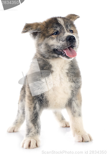 Image of puppy akita inu