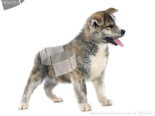 Image of puppy akita inu