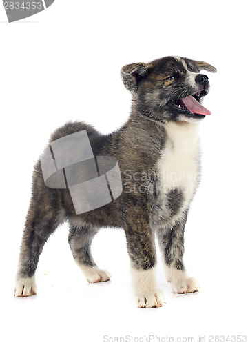 Image of puppy akita inu