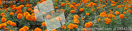 Image of Marigolds in the flowerbed - panoramic image