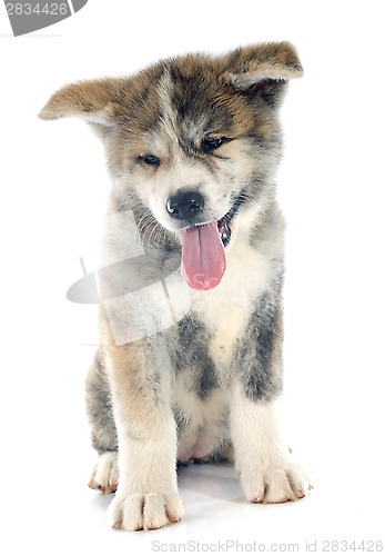 Image of puppy akita inu