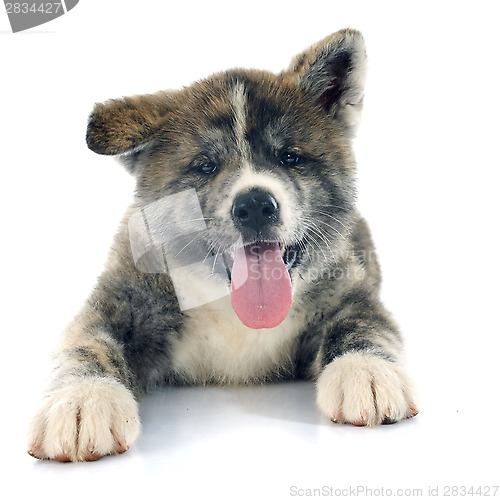 Image of puppy akita inu