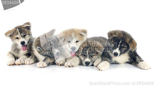 Image of puppies akita inu