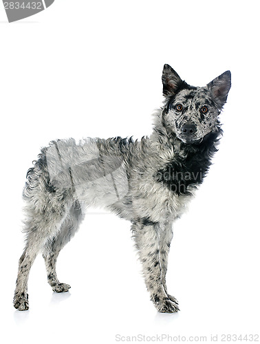Image of Hungarian dog