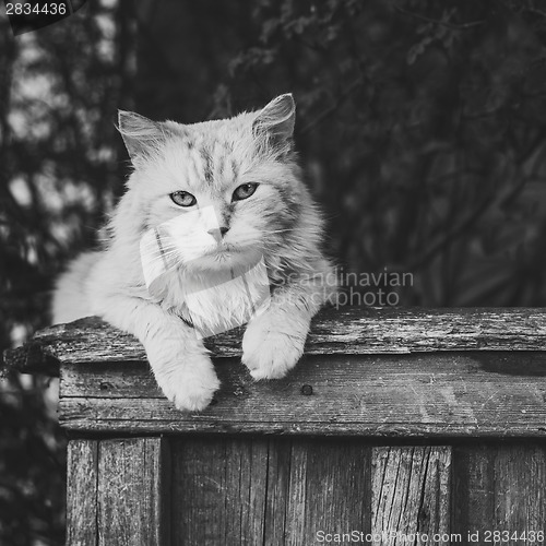 Image of Cat Sitting On The Fence