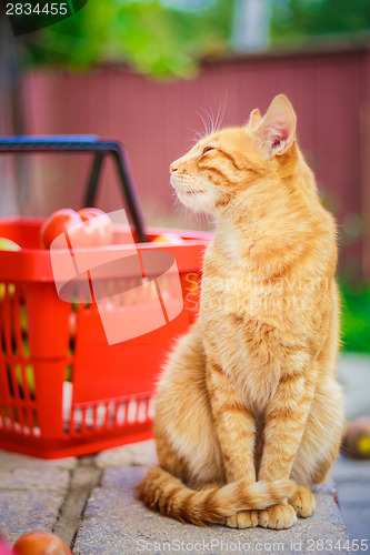 Image of Cat With Fresh Tomatos