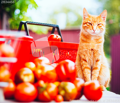 Image of Cat With Fresh Tomatos