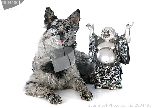 Image of Hungarian dog and bouddha