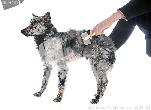 Image of brushing Hungarian dog