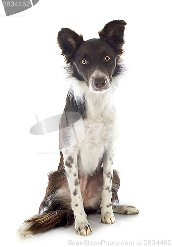 Image of border collie