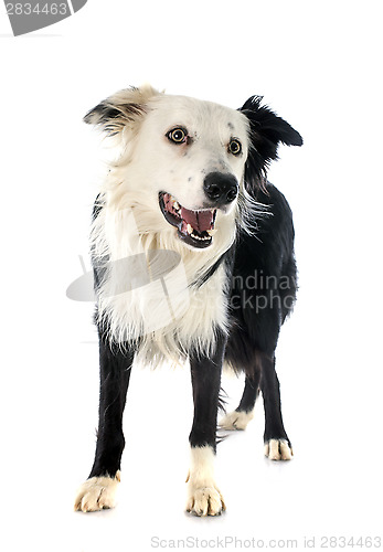 Image of border collie