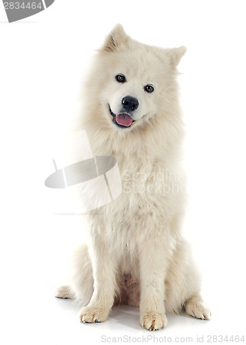 Image of Samoyed