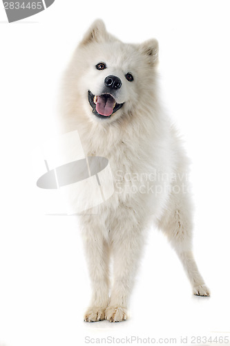 Image of Samoyed