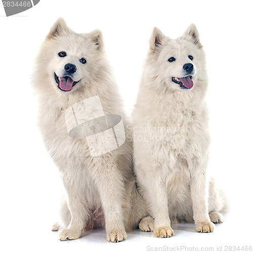 Image of Samoyeds