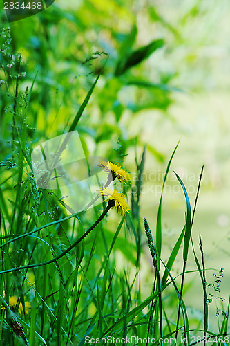 Image of wild dandelions