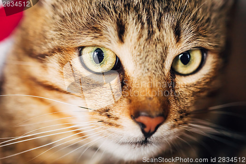 Image of Close Up Portrait Tabby Male Kitten Cat