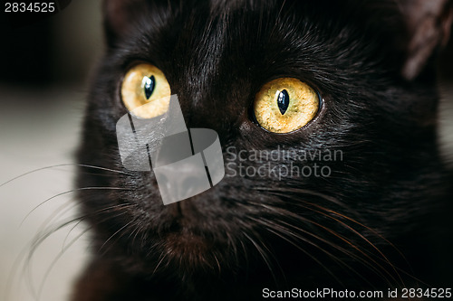 Image of Close Up Portrait Peaceful Black Female Kitten Cat