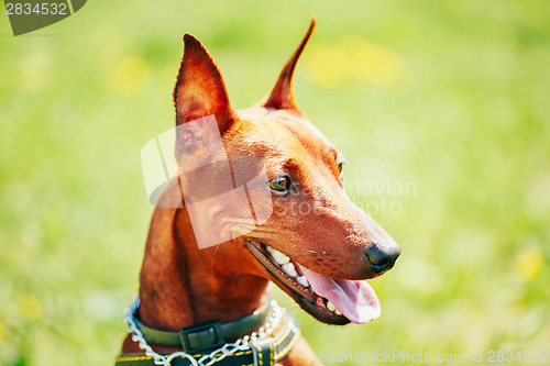 Image of Close Up Brown Dog Miniature Pinscher Head