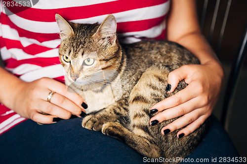 Image of Close Up Portrait Tabby Male Kitten Cat