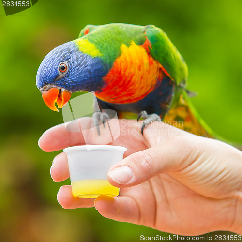 Image of Australian Rainbow Lorikeet, Trichoglossus moluccanus