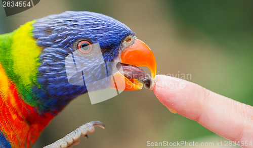 Image of Australian Rainbow Lorikeet, Trichoglossus moluccanus