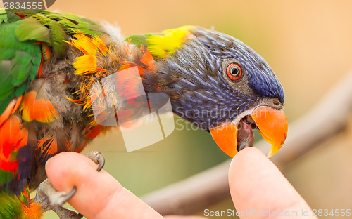 Image of Australian Rainbow Lorikeet, Trichoglossus moluccanus