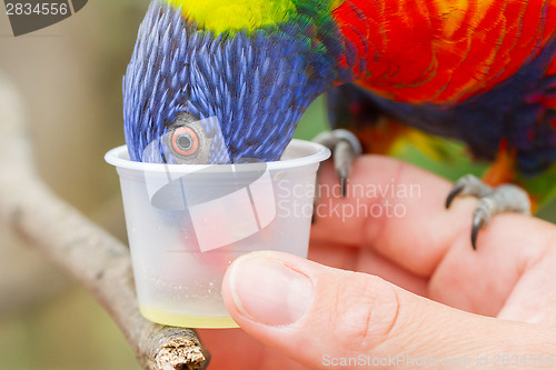 Image of Australian Rainbow Lorikeet, Trichoglossus moluccanus