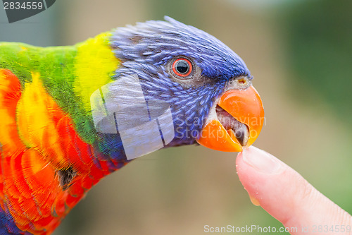 Image of Australian Rainbow Lorikeet, Trichoglossus moluccanus