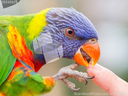 Image of Australian Rainbow Lorikeet, Trichoglossus moluccanus