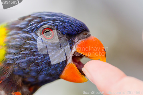 Image of Australian Rainbow Lorikeet, Trichoglossus moluccanus