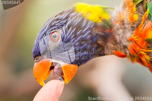 Image of Australian Rainbow Lorikeet, Trichoglossus moluccanus