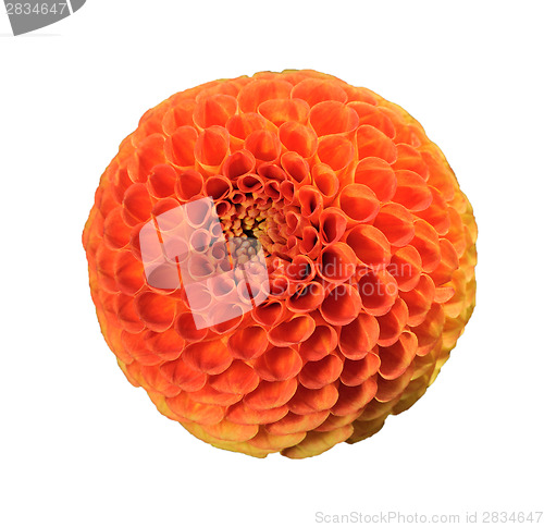 Image of Tangerine dahlia, isolated